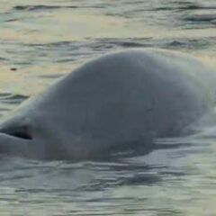 Φάλαινα φυσητήρας εντοπίστηκε στην παραλία Αλίμου